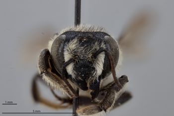 Media type: image;   Entomology 789963 Aspect: head frontal view